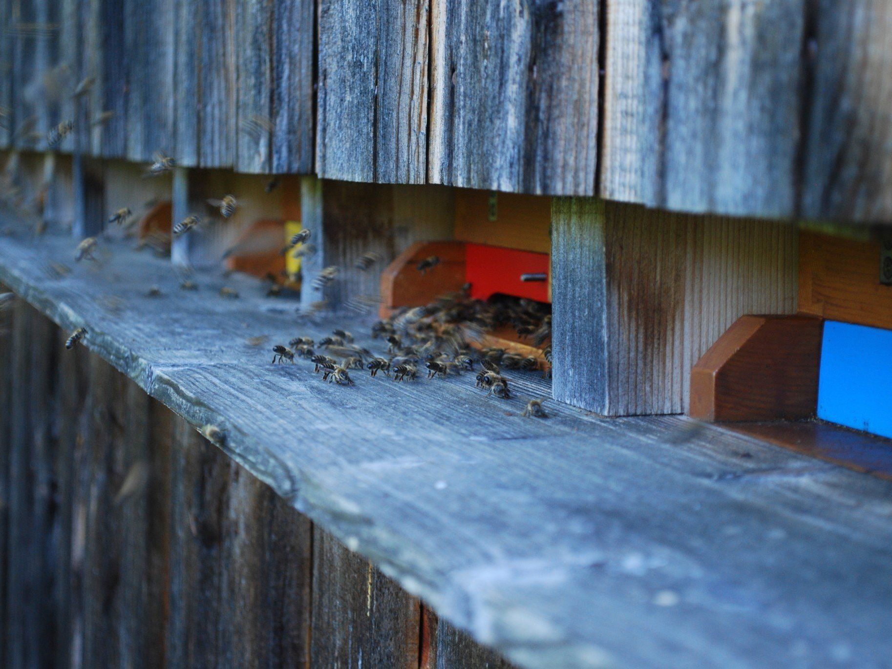 Bienen und ihr Lebensraum – eines der Themen der Veranstaltungsreihe natuRankweil Bienen und ihr Lebensraum – eines der Themen der Veranstaltungsreihe natuRankweil