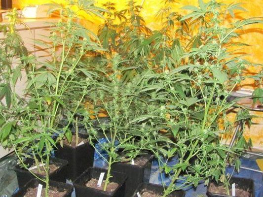 12 Suchtmittelkonsumenten aus NÖ und OÖ ausgeforscht 12 Suchtmittelkonsumenten aus NÖ und OÖ ausgeforscht