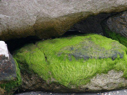 Algen am Strand und auf Steinen sind nicht ungewöhnlich - in Wien sollten sie nun jedoch ein Hotel zieren Algen am Strand und auf Steinen sind nicht ungewöhnlich - in Wien sollten sie nun jedoch ein Hotel zieren