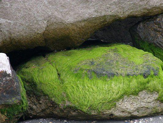 Algen am Strand und auf Steinen sind nicht ungewöhnlich - in Wien sollten sie nun jedoch ein Hotel zieren