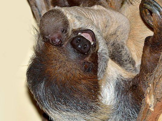 Mutter Alberta und das kürzlich geborene Faultierbaby Mutter Alberta und das kürzlich geborene Faultierbaby