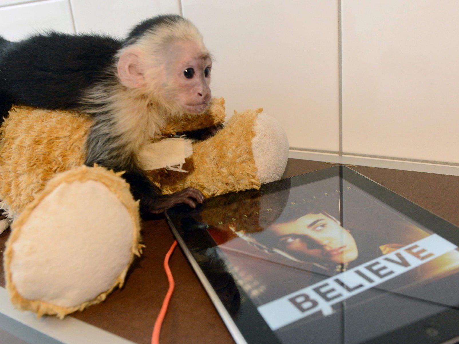 Am Gründonnerstag vom Zoll beschlagnahmt: Biebers Affe Mally ist weiterhin in Münchner Tierheim