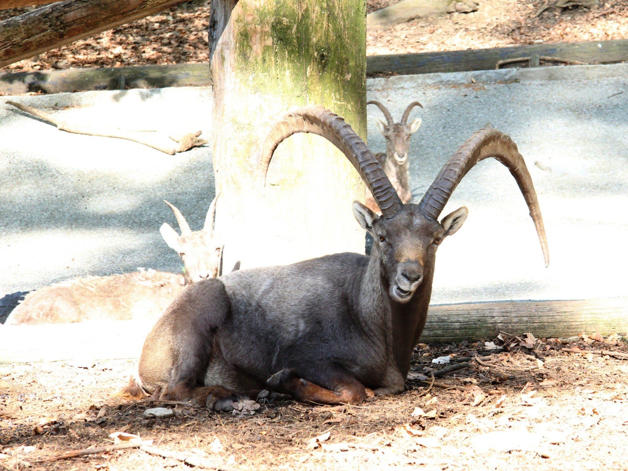 Der Steinbock ist das Wahrzeichen des Wildparks Der Steinbock ist das Wahrzeichen des Wildparks
