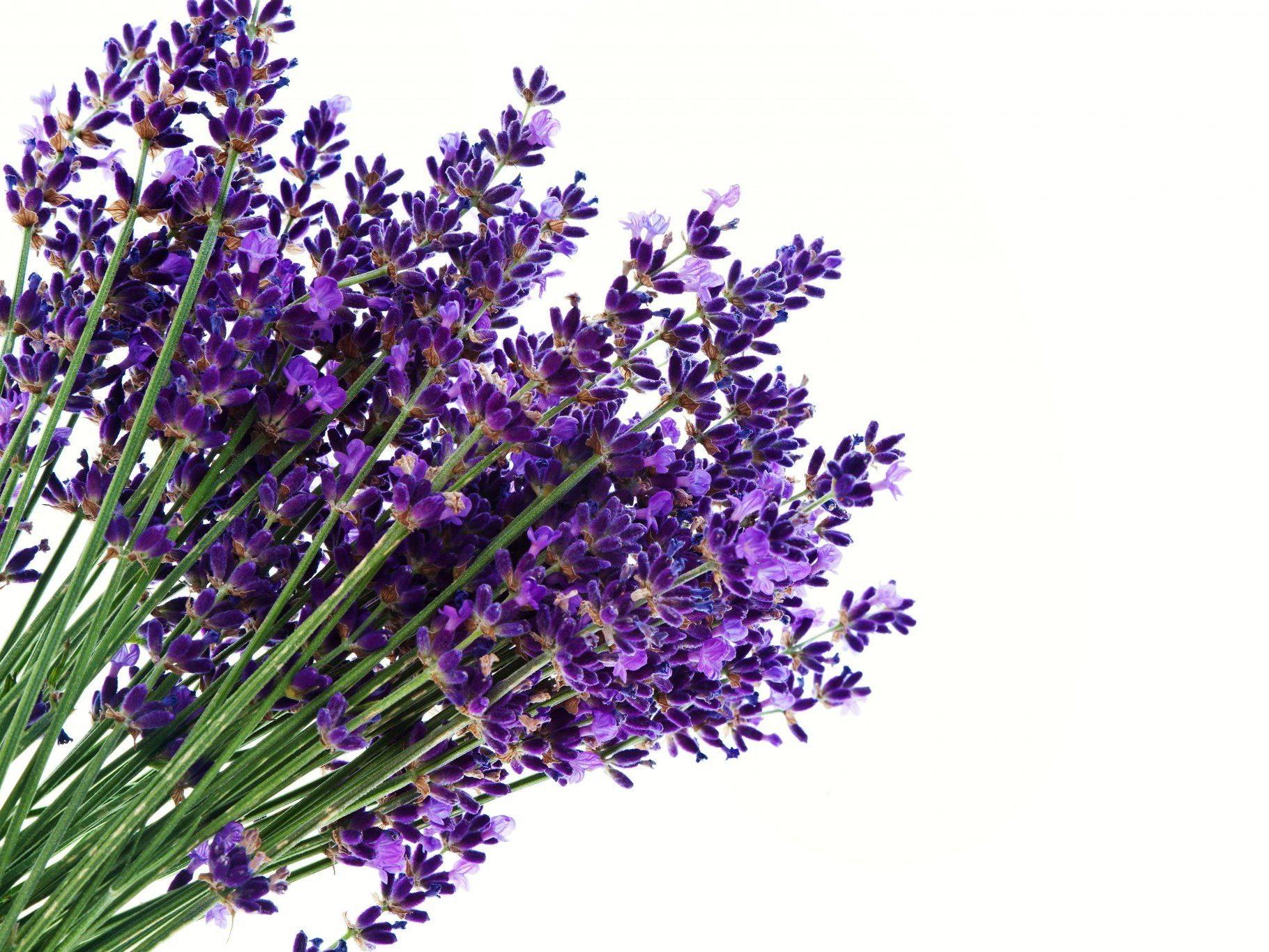 Symbolbild: Duftender Lavendel