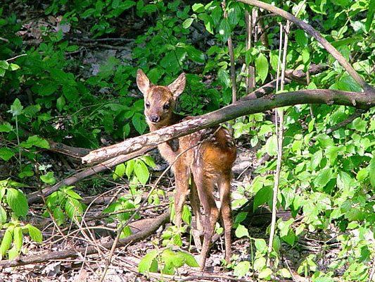 Wildtiere in den Wäldern brauchen zumeist keine Hilfe - nur Ruhe Wildtiere in den Wäldern brauchen zumeist keine Hilfe - nur Ruhe