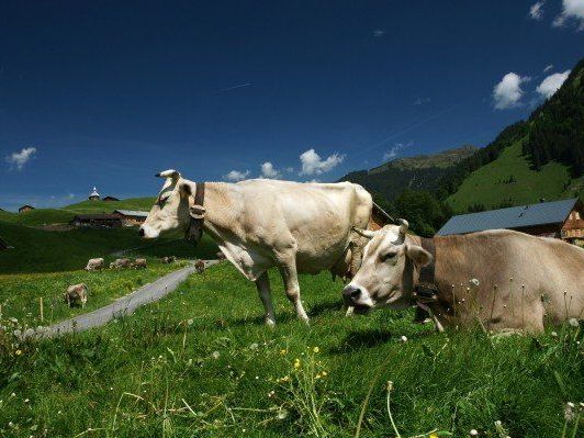 Seit viele Bauern mit hohen Rückforderungen konfrontiert sind, wird die Landespolitik aktiv. Seit viele Bauern mit hohen Rückforderungen konfrontiert sind, wird die Landespolitik aktiv.