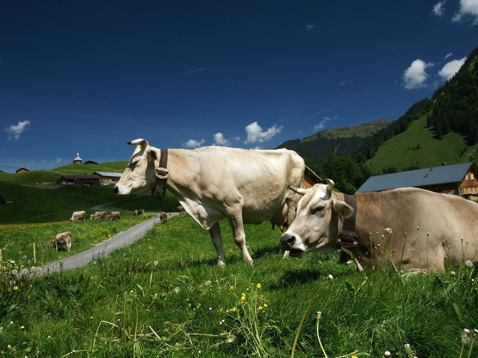 Gefühle von Alpenidylle kommen derzeit bei einigen Bauern nicht hoch. Gefühle von Alpenidylle kommen derzeit bei einigen Bauern nicht hoch.