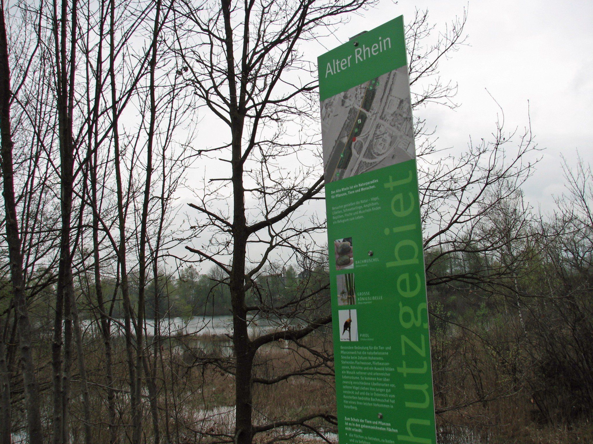 Ein Naturjuwel am Alten Rhein. Ein Naturjuwel am Alten Rhein.