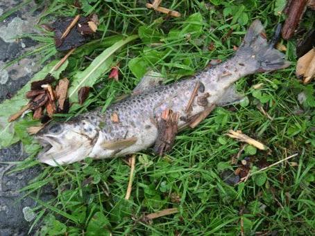 Schlammwelle ergoss sich in den Fluss Spöl - Fische massenhaft verendet.