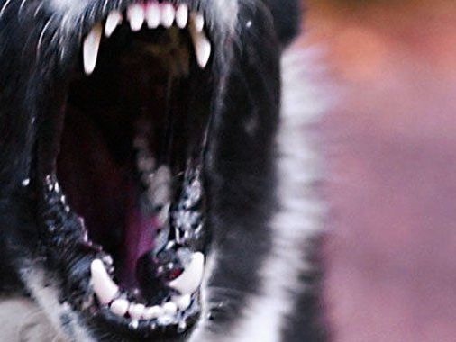 Durch den Schreck vor dem bellenden Hund war der Schüler auf die Straße gesprungen. Durch den Schreck vor dem bellenden Hund war der Schüler auf die Straße gesprungen.