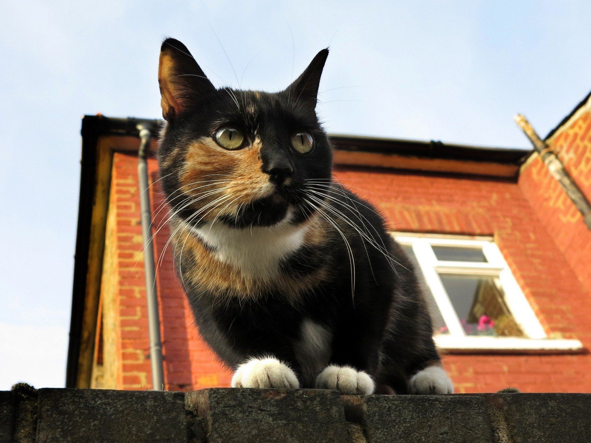 Streunende Katzen bekamen ein enges neues Zuhause.