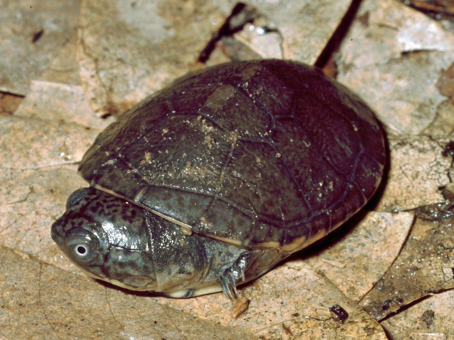 Die weitverbreitete Klappbrustschildkröte Pelusios castaneus bekam durch einen Fehler einen "ausgestorbenen Doppelgänger" von den Seychellen.