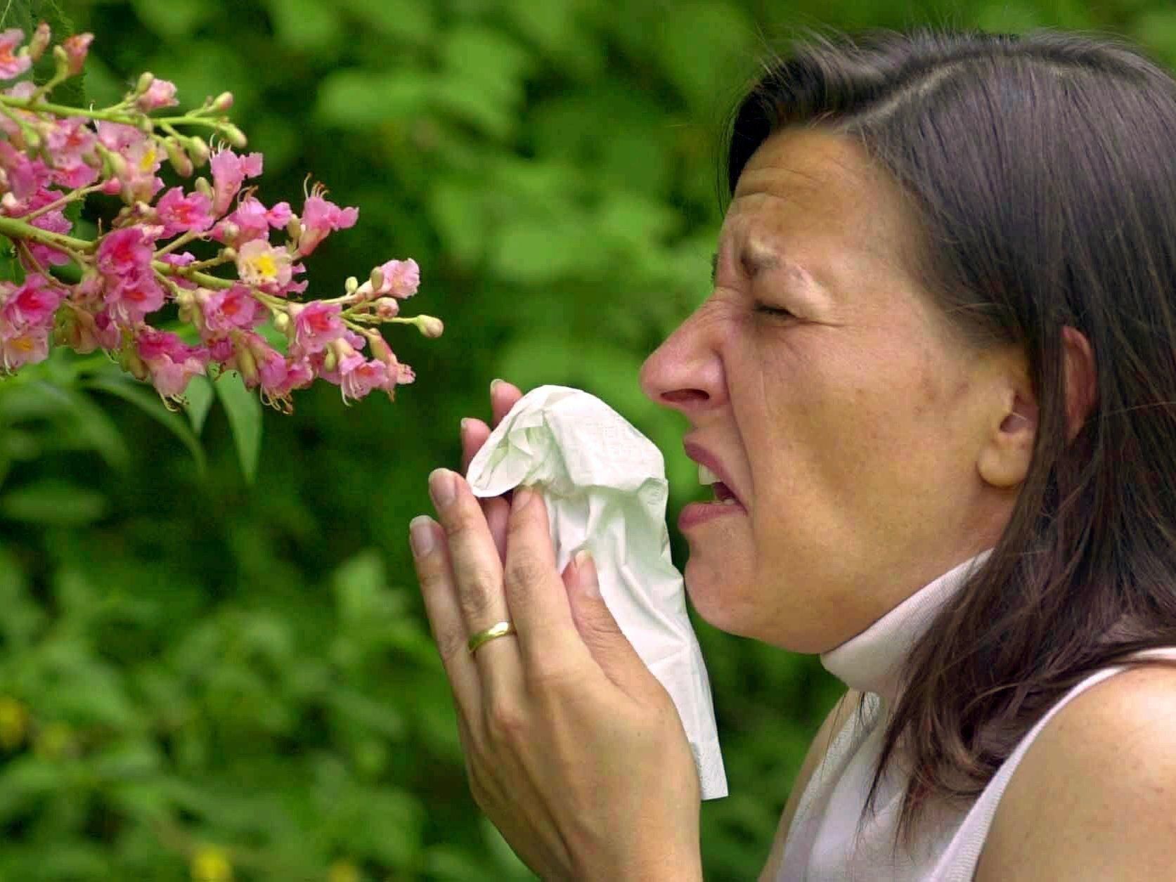 Bei plötzlich steigenden Temperaturen höhere Pollen-Belastungen. Bei plötzlich steigenden Temperaturen höhere Pollen-Belastungen.
