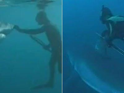 "Sharkman" Michael Rutzen hat gelernt, über die Körpersprache mit dem Weißen Hai zu kommunizieren.