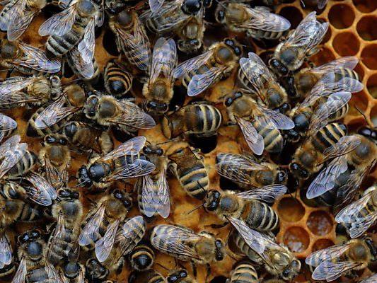 Pestizide gefährden Bienen
