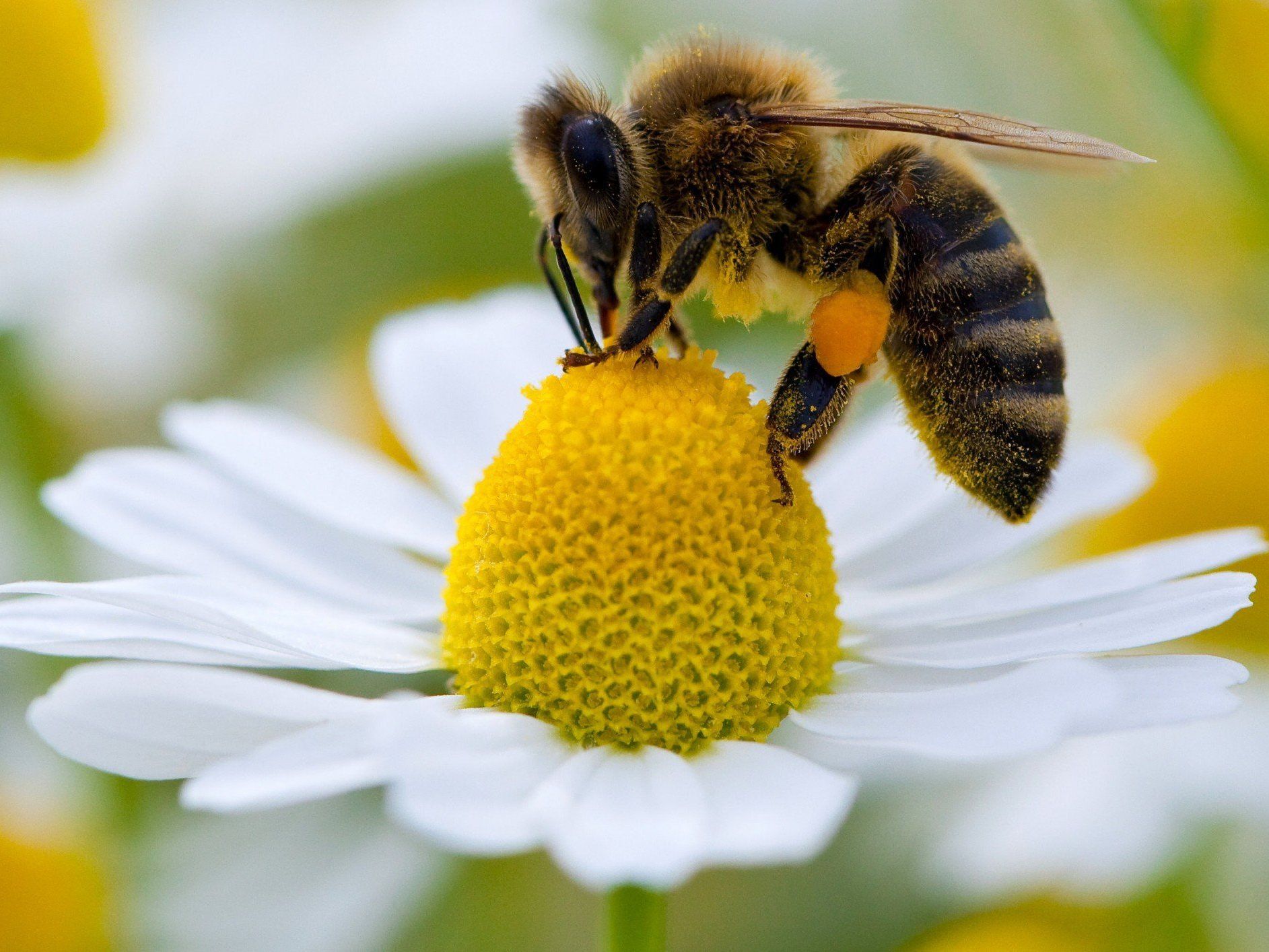 Bienensterben: Kritik an ÖVP und Berlakovich reisst nicht ab. Bienensterben: Kritik an ÖVP und Berlakovich reisst nicht ab.