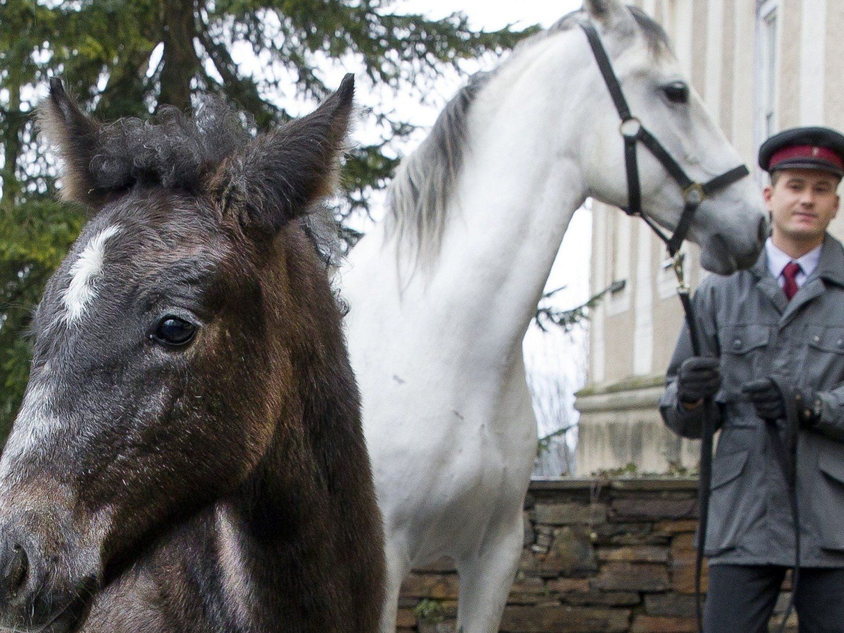 Heuer wurden in Piber 48 Lipizzanerfohlen geboren.