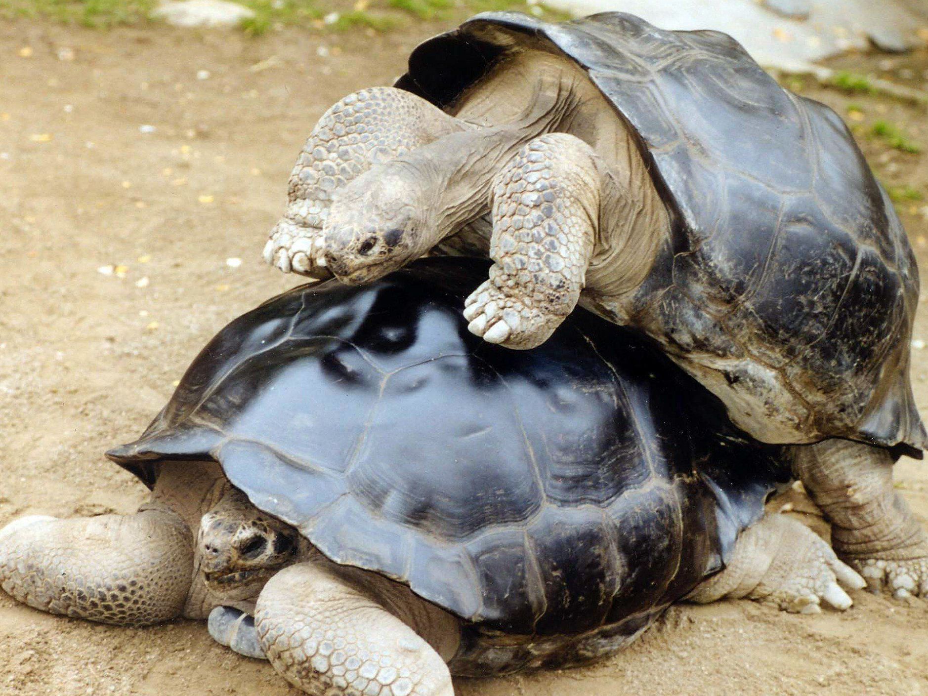 Keine Versöhnung nach Trennung im Vorjahr im Reptilienzoo Happ.