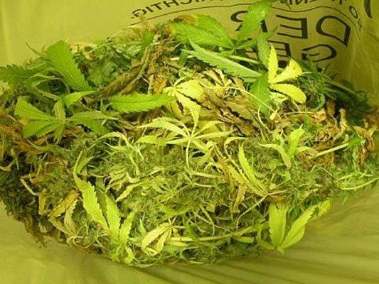 Diese Cannabis-Indoorplantage fand man in einem Küchenschrank in Korneuburg Diese Cannabis-Indoorplantage fand man in einem Küchenschrank in Korneuburg