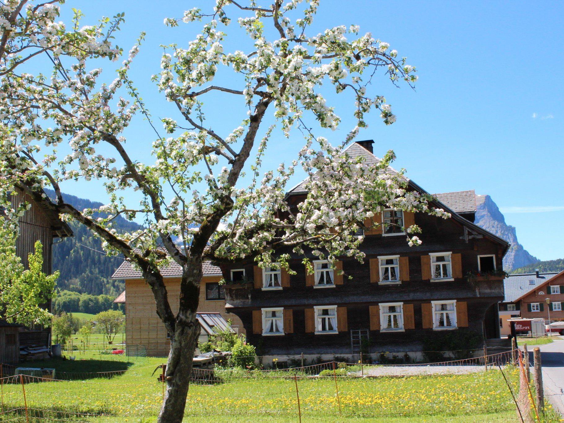 So schön ist der Frühling: Blühende Bäume in Schoppernau.