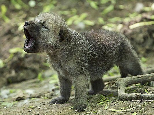 Süße kleine Heuler: Die Baby-Wölfe in Schönbrunn