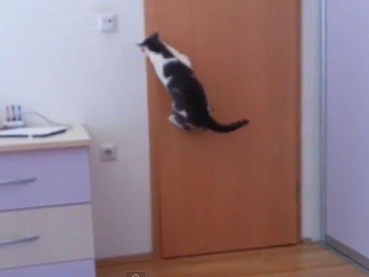 Hangover: Dieser Katzencoup kann sich sehen lassen.