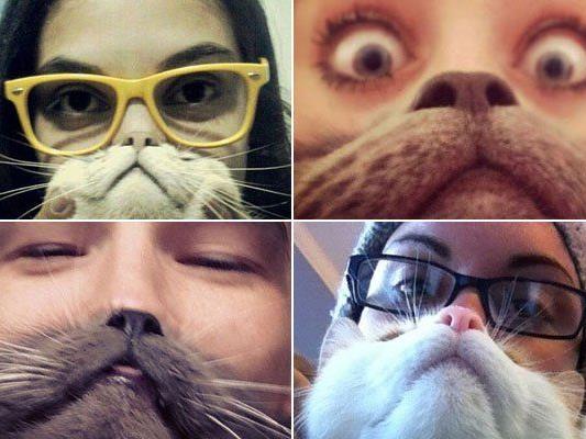 Katze als Bart geistert durchs Internet - auch erste Hundebesitzer wittern ihr Anrecht auf Unsinn.
