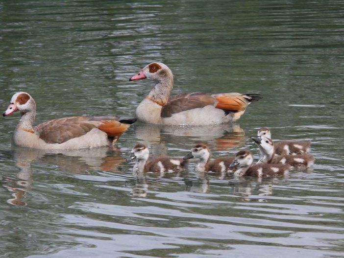 Das Nilgans-Pärchen brachte fünf Jungvögel im Erholungsgebiet Paspels zur Welt.