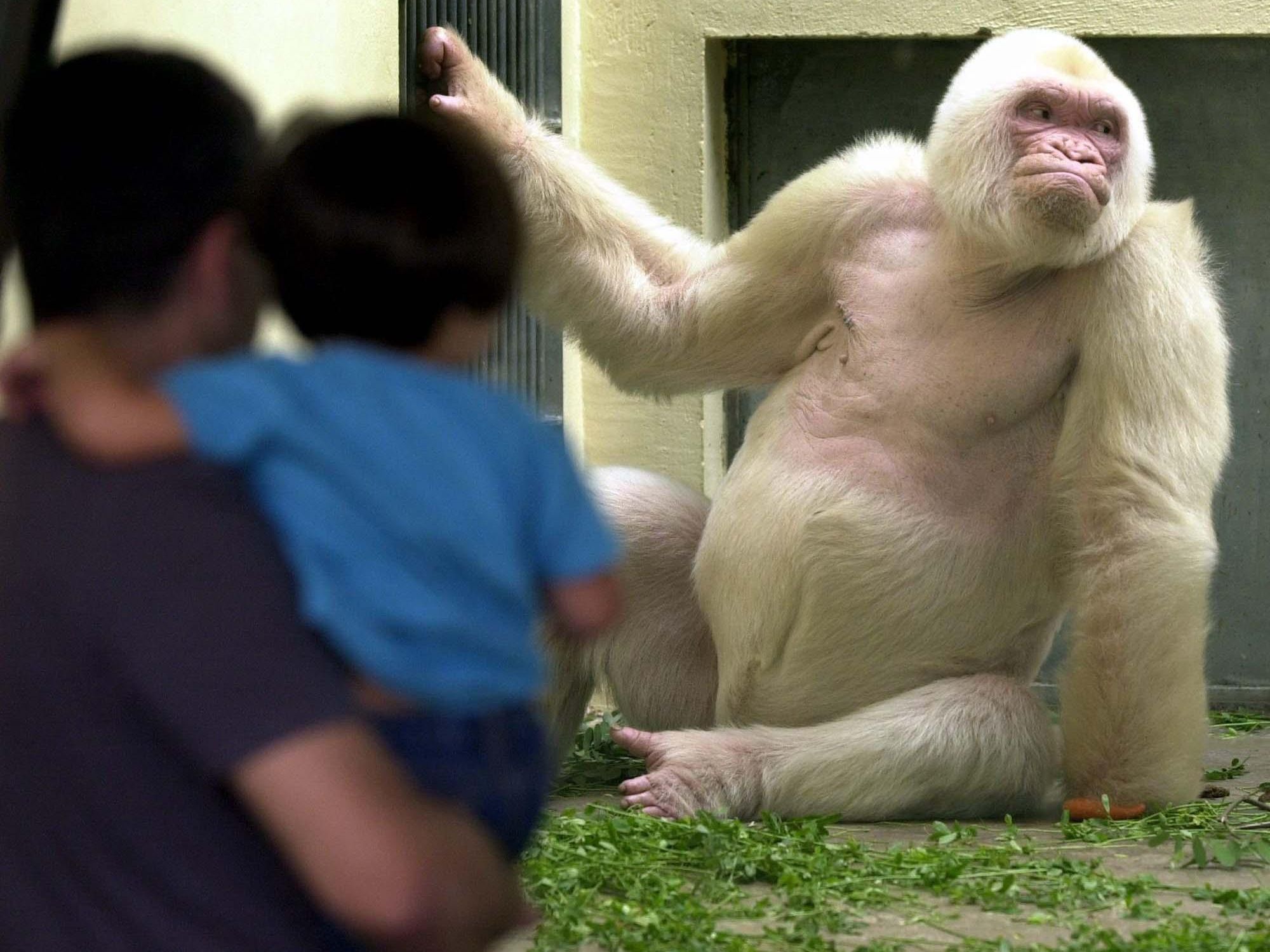 Albino-Gorilla: Eltern von "Schneeflöckchen" waren eng verwandt. Albino-Gorilla: Eltern von "Schneeflöckchen" waren eng verwandt.