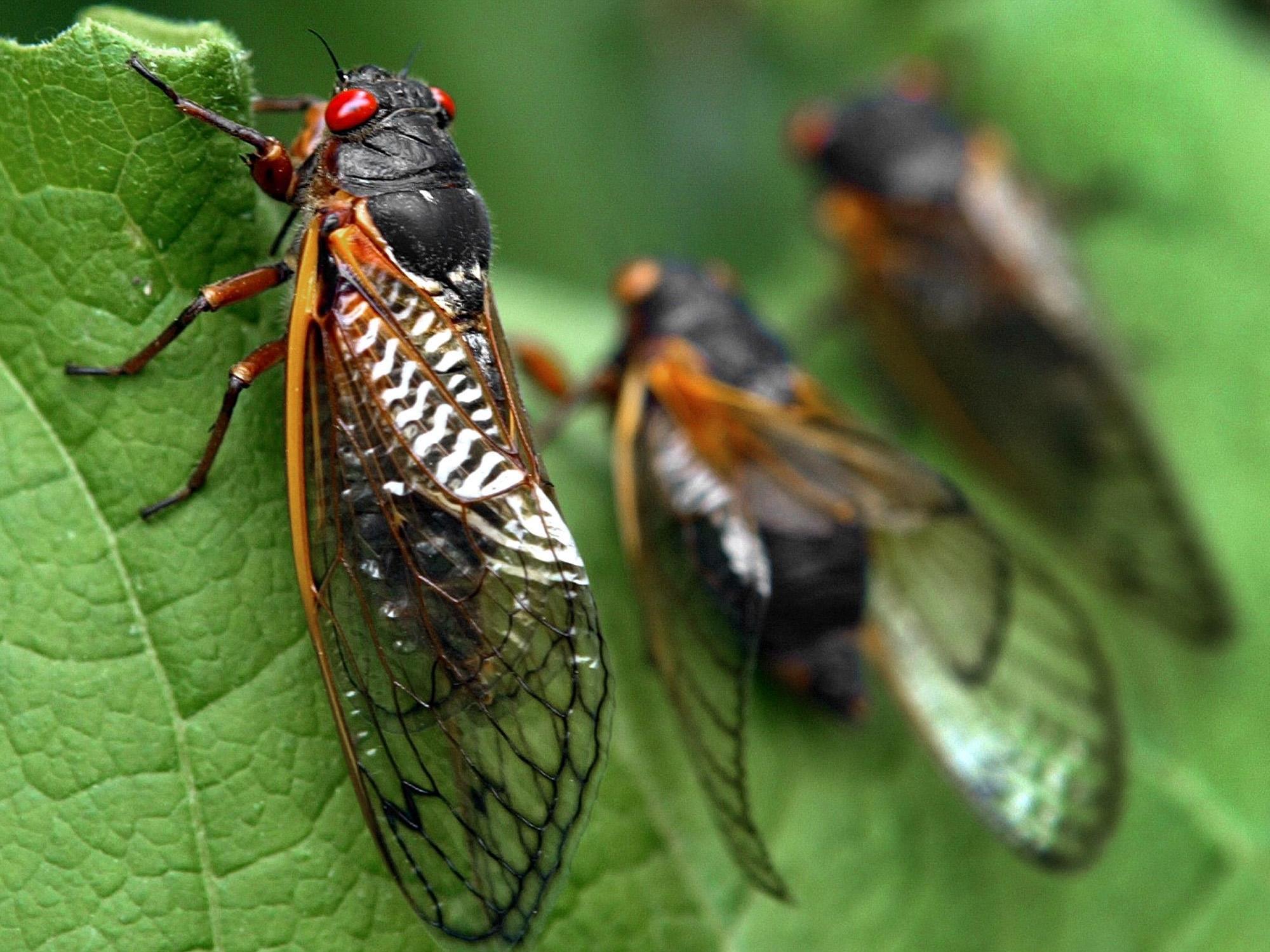 Vierwöchige Insektenplage in den USA.