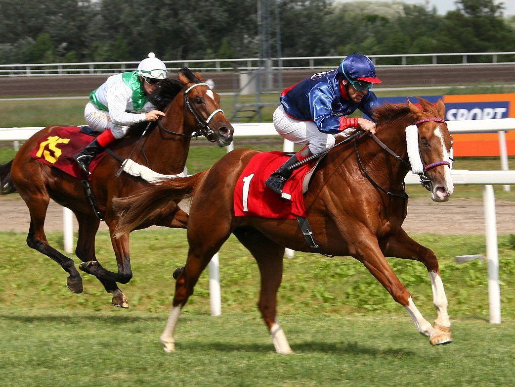 Am kommenden Sonntag findet im Magna Racino das bereits 145. österreichische Galopper Derby statt. Am kommenden Sonntag findet im Magna Racino das bereits 145. österreichische Galopper Derby statt.