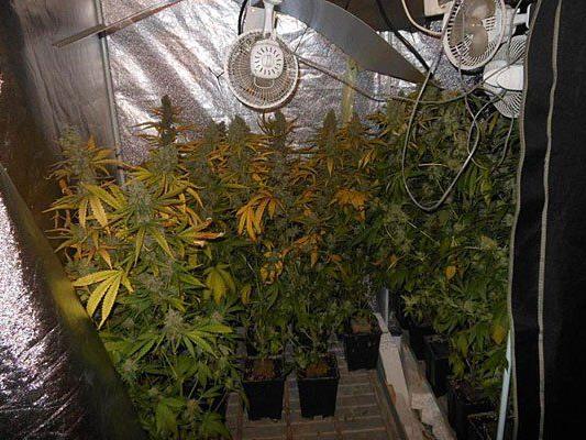 Cannabis-Plantage in Penzing