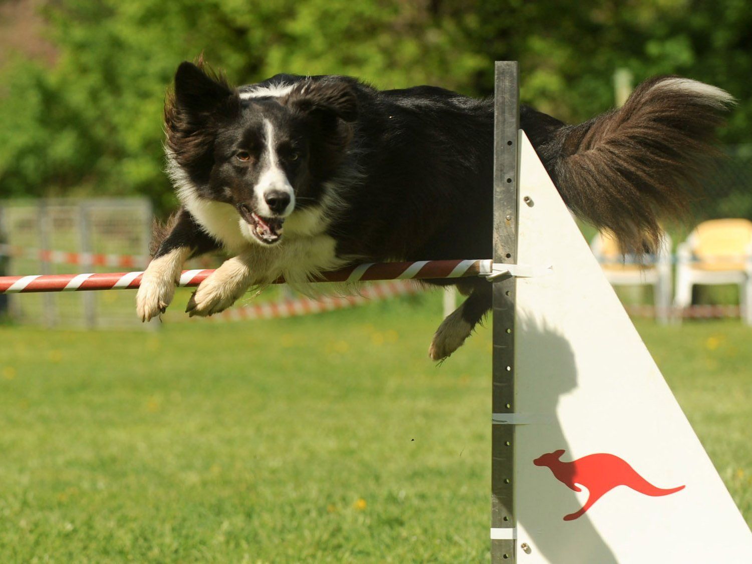 Agility Bodenseeturnier am 22./23. Juni in Höchst mit bestens trainierten Hunden. Agility Bodenseeturnier am 22./23. Juni in Höchst mit bestens trainierten Hunden.