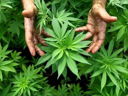 Ein Cannabis-Dealer und eine Plantage wurden am Dienstag in Wien entdeckt.