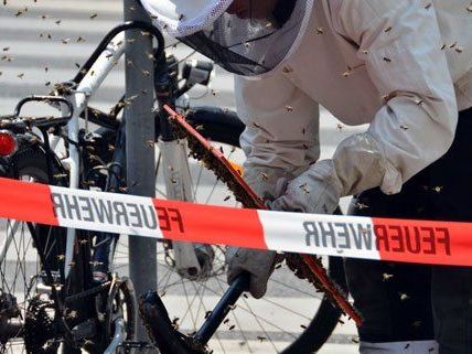 Rund 15.000 Bienen rasteten auf einem Fahrradsattel in Wien. Rund 15.000 Bienen rasteten auf einem Fahrradsattel in Wien.