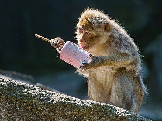 Ein Berberaffe in Schönbrunn lässt sich sein Eis schmecken Ein Berberaffe in Schönbrunn lässt sich sein Eis schmecken