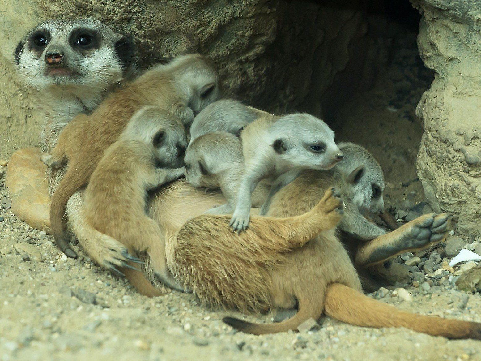 Im Tiergarten Schönbrunn erblickten gleich sechs Erdmännchen das Licht der Welt. Im Tiergarten Schönbrunn erblickten gleich sechs Erdmännchen das Licht der Welt.