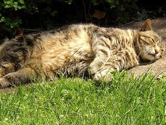 Im Grunde lieben Katzen ein Sonnenbad - aber Hitze kann ihnen auch gefährlich werden Im Grunde lieben Katzen ein Sonnenbad - aber Hitze kann ihnen auch gefährlich werden