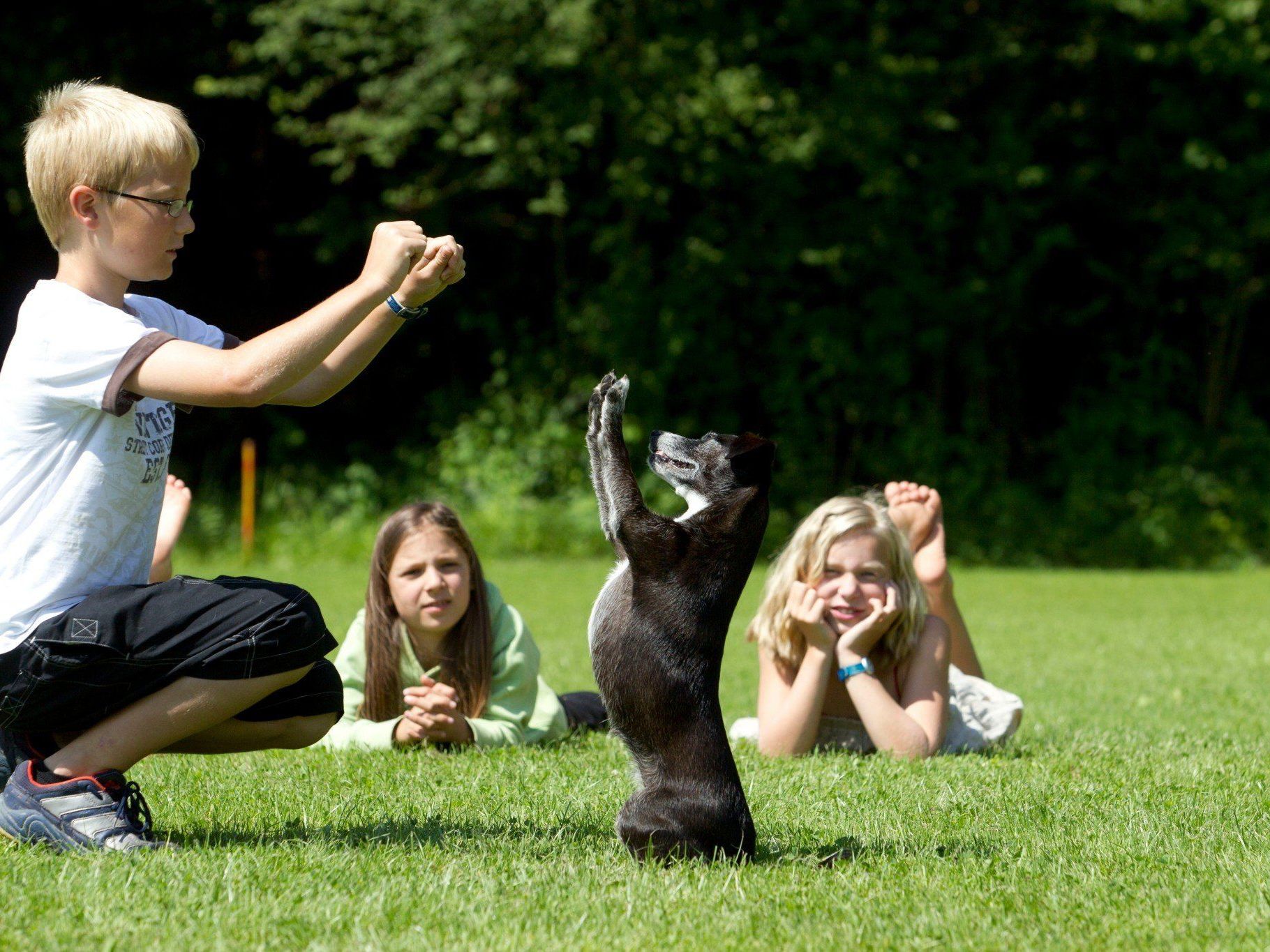 Kindertag beim Hundesportplatz in Hörbranz. Kindertag beim Hundesportplatz in Hörbranz.