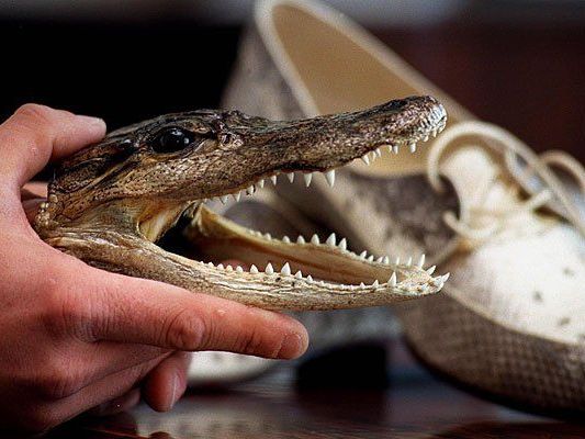 Verstöße gegen Artenschutzabkommen: Immer wieder werden am Flughafen lebende Tiere oder illegale Tierpräparate sichergestellt Verstöße gegen Artenschutzabkommen: Immer wieder werden am Flughafen lebende Tiere oder illegale Tierpräparate sichergestellt