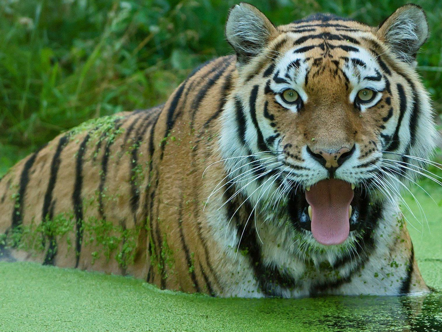 Daniel Zupanc Daniel Zupanc