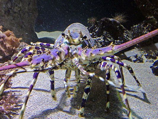 Riesenkrebse im Haus des Meeres - hier eine indopazifische Schmucklanguste Riesenkrebse im Haus des Meeres - hier eine indopazifische Schmucklanguste