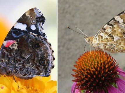 In Wien heimische Schmetterlinge: etwa Admiralfalter (l.) und Distelfalter In Wien heimische Schmetterlinge: etwa Admiralfalter (l.) und Distelfalter