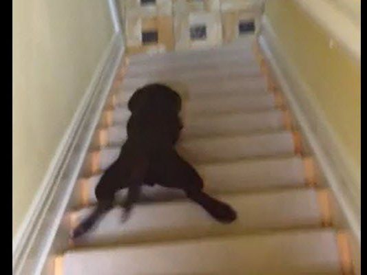 Auf den Bauch und los gehts - inklusive heftigem Schwanzwedeln. Auf den Bauch und los gehts - inklusive heftigem Schwanzwedeln.