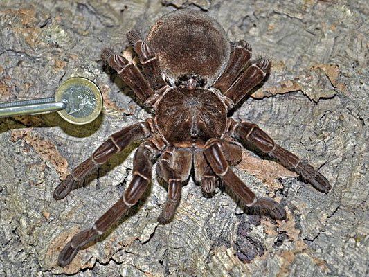 Groß, aber recht harmlos: die Riesenvogelspinne Groß, aber recht harmlos: die Riesenvogelspinne