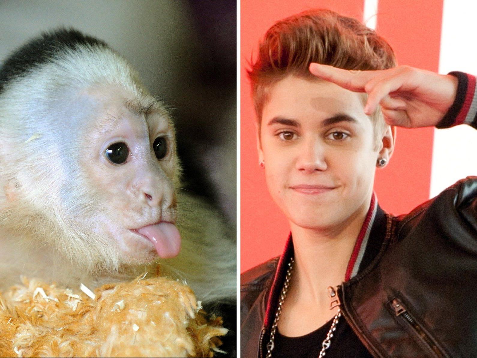 Die Wahl zwischen Bieber und drei Affendamen dürfte nicht schwer fallen... Die Wahl zwischen Bieber und drei Affendamen dürfte nicht schwer fallen...