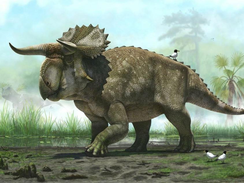 Neu entdeckter Horn-Dino hatte Maul in Form eines riesigen gekrümmten Schnabels.