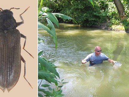 Der Wasserkäfer Experte Manfred Jäch des Naturhistorischen Museum in Russbach (NÖ) bei der Suche nach den Fluss-Krallenkäfer, die in Österreich bis zur Jahrtausendwende als ausgestorben galten. Der Wasserkäfer Experte Manfred Jäch des Naturhistorischen Museum in Russbach (NÖ) bei der Suche nach den Fluss-Krallenkäfer, die in Österreich bis zur Jahrtausendwende als ausgestorben galten.