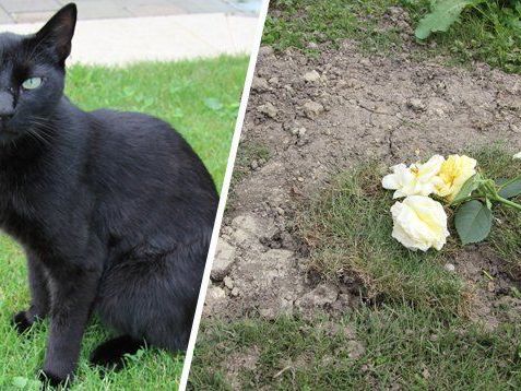 Louis' Bruder Vuitto / Das Grab von Katze Louis in Hörbranz. Louis' Bruder Vuitto / Das Grab von Katze Louis in Hörbranz.