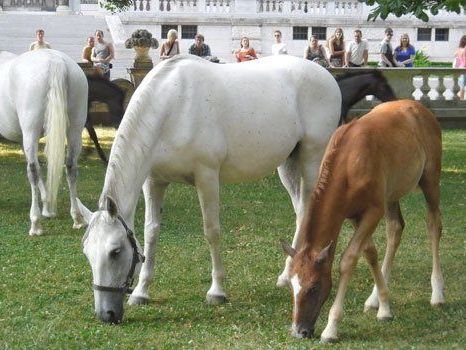 Die Lipizzaner lassen sich von den Besuchern nicht aus der Ruhe bringen. Die Lipizzaner lassen sich von den Besuchern nicht aus der Ruhe bringen.
